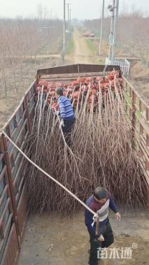 2公分美国红枫-红冠