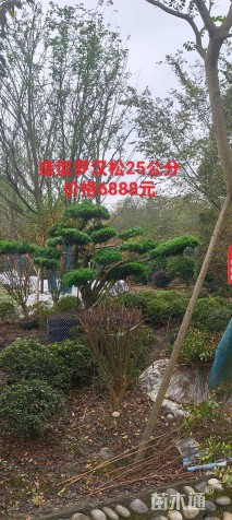 容器苗造型罗汉松