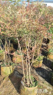 高度80厘米南天竹