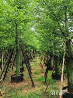 30公分大腹木棉