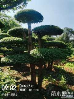 18公分对节白蜡