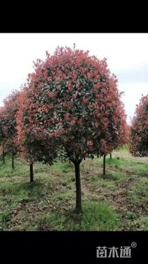 6公分高杆红叶石楠