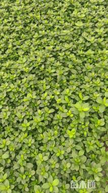 高度20厘米西洋杜鹃小苗