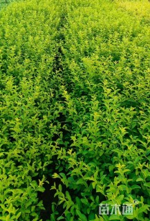 高度50厘米金禾女贞小苗
