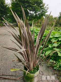 高度100厘米新西兰亚麻