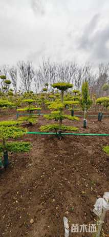 5公分造型亮晶女贞