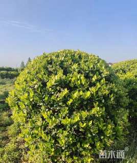 冠幅200厘米金森女贞球