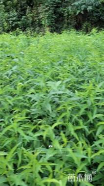 高度30厘米毛桃小苗