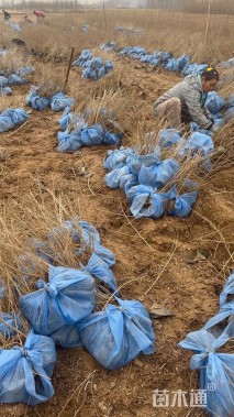 高度60厘米紫穗槐