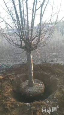 14公分垂丝海棠