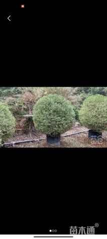 高度100厘米银姬小蜡