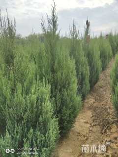 高度1.8厘米河南桧