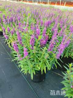 高度25厘米香彩雀