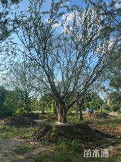 30公分造型朴树