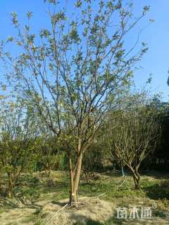 6公分(4杆)丛生香泡