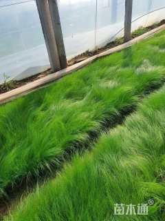 高度40厘米细茎针茅