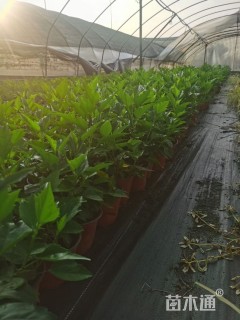 高度35厘米扶桑