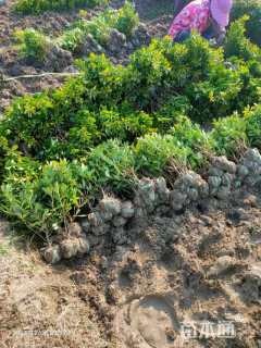 高度50厘米海桐