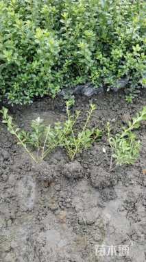 高度25厘米杜鹃