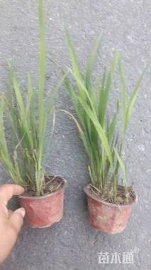 高度30厘米萼距花