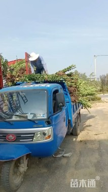 高度100厘米北海道黄杨