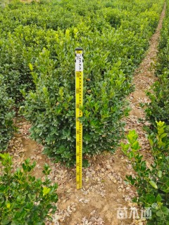 冠幅80厘米大叶黄杨球