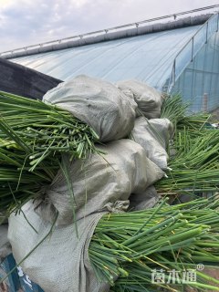 高度30厘米水葱