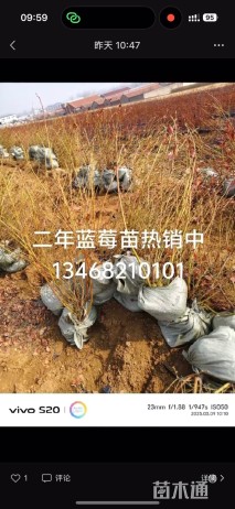 高度50厘米蓝莓