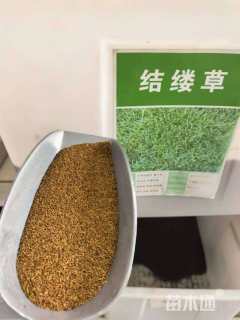 草坪种子