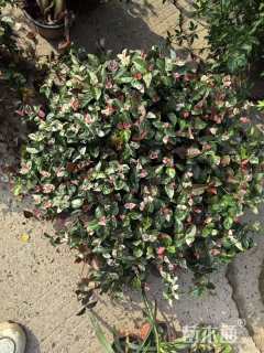 20厘米花叶络石