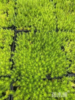 高度5厘米佛甲草