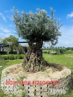 66公分橄榄树
