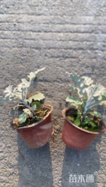 高度10厘米银叶菊