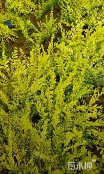 高度50厘米金叶水蜡