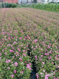 高度30厘米丰花月季
