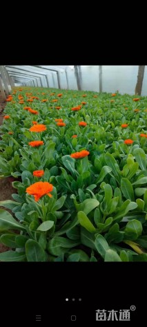 高度20厘米金盏菊