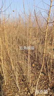 高度180厘米五角枫小苗