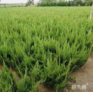 高度30厘米龙柏