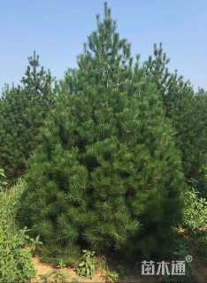 高度400厘米白皮松