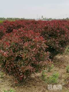 冠幅120厘米红叶石楠球