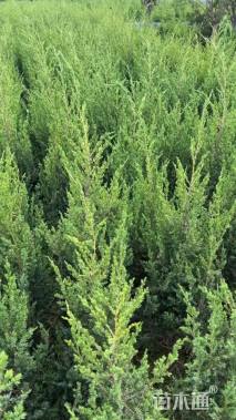 高度100厘米北京桧