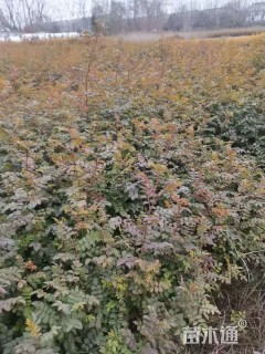 高度40厘米黄刺玫