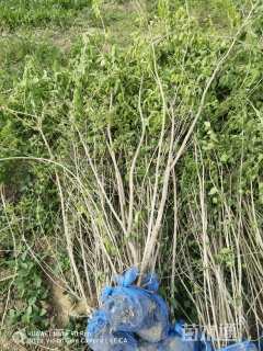 高度180厘米金银木