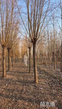 11公分金丝垂柳