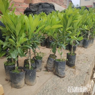 10公分造型紫薇