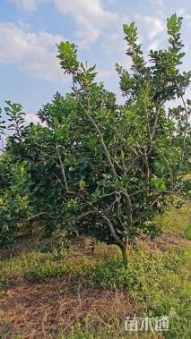 高度300厘米丛生胡柚