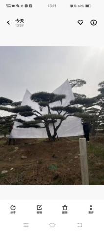 18公分造型油松