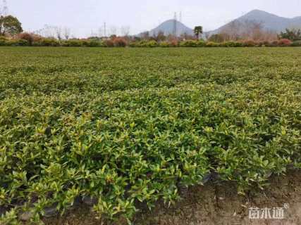 高度30厘米小叶栀子小苗