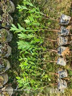 高度40厘米毛鹃