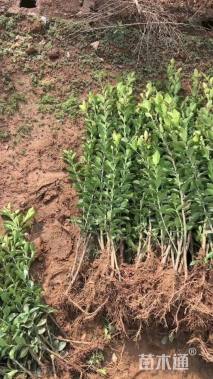 高度70厘米大叶黄杨